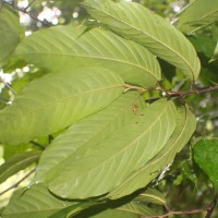 Monoon acuminatum (Thwaites) B.Xue & R.M.K.Saunders